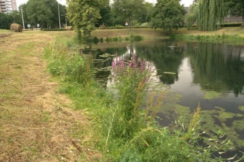 vijver in park kars veling.jpg